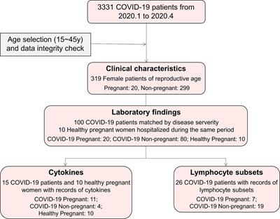 Immune Response to COVID-19 During Pregnancy